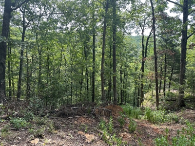 10+/- Acres of Land For Sale in Van Buren County, Arkansas - image 19
