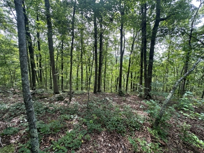 10+/- Acres of Land For Sale in Van Buren County, Arkansas - image 24