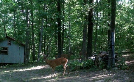 10+/- Acres of Land For Sale in Van Buren County, Arkansas - image 40