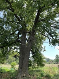 Beautiful 60 +/- Acre Grass Farm North of Halfway, MO - image 2