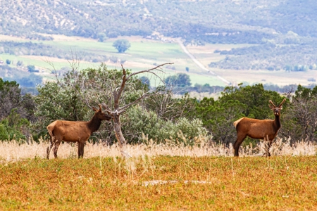 Crawford Colorado Farm & Ranch on Fruitland Mesa - image 50