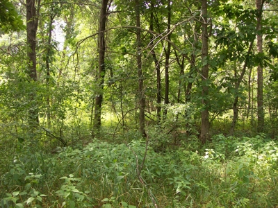 Trophy Whitetail Deer Hunting Property Columbia County WI - image 38