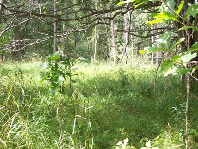 Trophy Whitetail Deer Hunting Property Columbia County WI - image 31