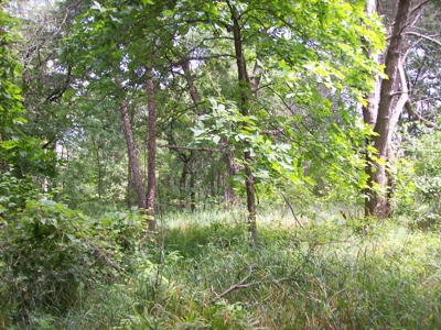 Trophy Whitetail Deer Hunting Property Columbia County WI - image 36