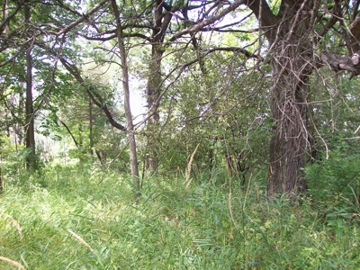 Trophy Whitetail Deer Hunting Property Columbia County WI - image 30