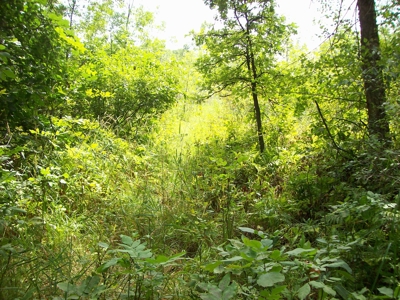 Trophy Whitetail Deer Hunting Property Columbia County WI - image 28