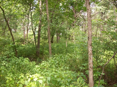 Trophy Whitetail Deer Hunting Property Columbia County WI - image 37