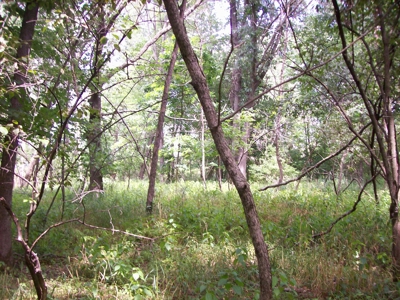 Trophy Whitetail Deer Hunting Property Columbia County WI - image 39