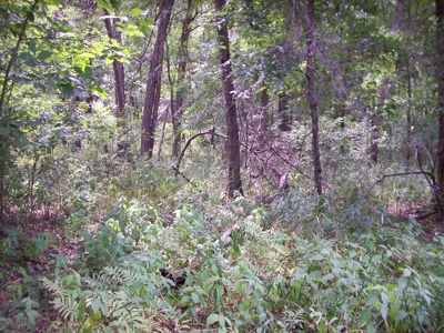 Trophy Whitetail Deer Hunting Property Columbia County WI - image 41