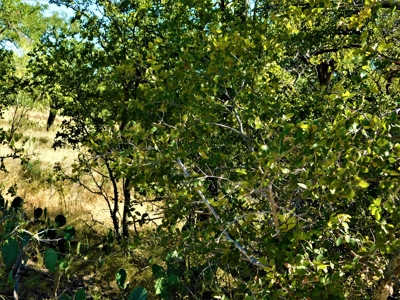Lake Brownwood in Brownwood TX for Sale - image 5
