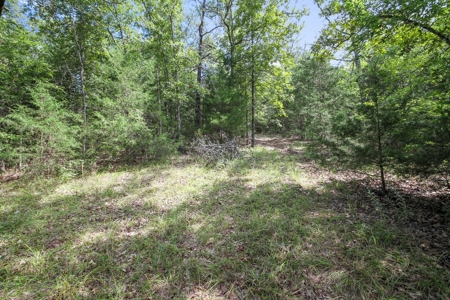 13 Acre Lake Front Property And Dock On Bull Shoals Lake - image 8
