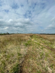 Gentry County Missouri CRP/Timber/Pond Excellent Hunting - image 4