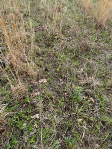 Gentry County Missouri CRP/Timber/Pond Excellent Hunting - image 3