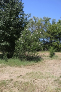 Charming Fixer Upper Home on 21.7 Aces in Peel AR - image 4