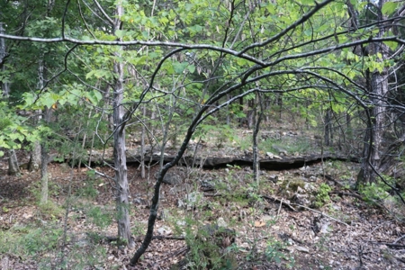 Charming Fixer Upper Home on 21.7 Aces in Peel AR - image 34