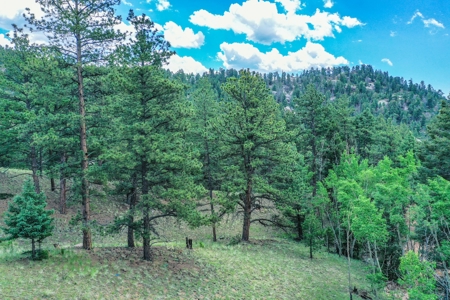 Mountain Oasis In Mature Trees & Rock Formations - image 11