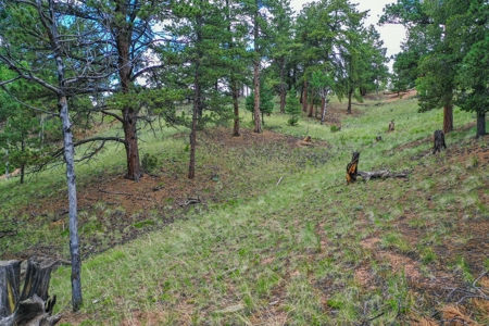 Mountain Oasis In Mature Trees & Rock Formations - image 39