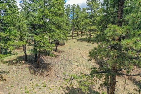 Mountain Oasis In Mature Trees & Rock Formations - image 17