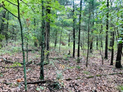 Baxter County Acreage For Sale - image 2