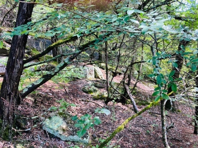 Baxter County Acreage For Sale - image 11