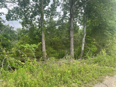 21 acre hunters paradise for sale near Morgantown, Ky. - image 3
