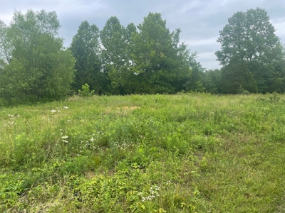 21 acre hunters paradise for sale near Morgantown, Ky. - image 2
