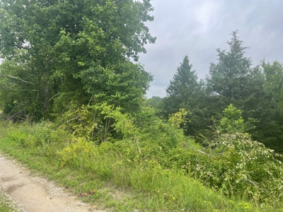21 acre hunters paradise for sale near Morgantown, Ky. - image 5