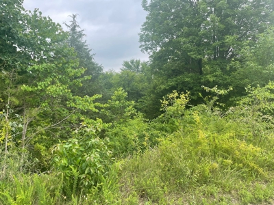21 acre hunters paradise for sale near Morgantown, Ky. - image 4