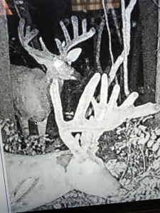 21 acre hunters paradise for sale near Morgantown, Ky. - image 7