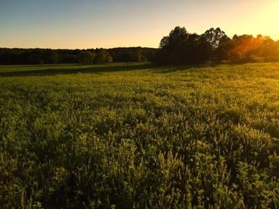 Land For Sale Cedar County Mo - image 17