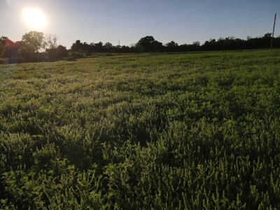 Land For Sale Cedar County Mo - image 18