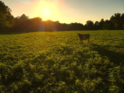 Land For Sale Cedar County Mo - image 3