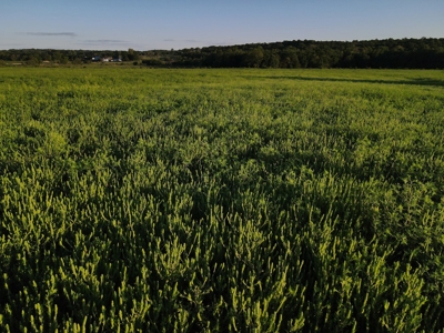 Land For Sale Cedar County Mo - image 16