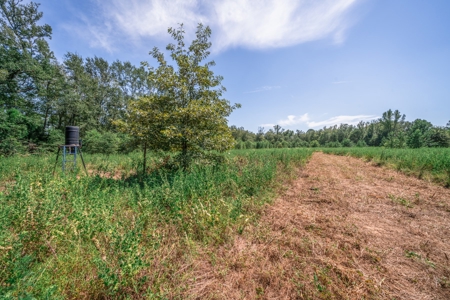 Country Ranch on 73 Acres near Longview, TX - image 30
