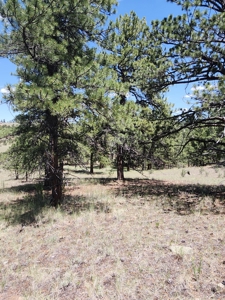 Colorado Land with Mountain Views - image 5