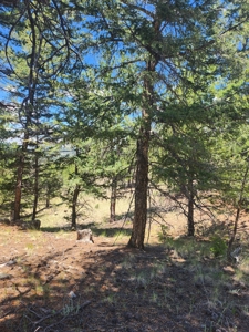 Colorado Land with Mountain Views - image 11