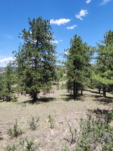 Colorado Land with Mountain Views - image 4