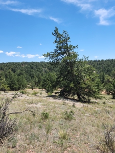 Colorado Land with Mountain Views - image 7