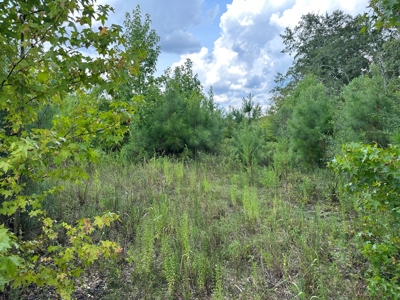 Land For Sale Coffee Springs Alabama- Geneva County - image 8