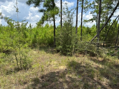 Land For Sale Coffee Springs Alabama- Geneva County - image 2