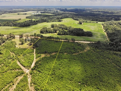 Land For Sale Coffee Springs Alabama- Geneva County - image 11