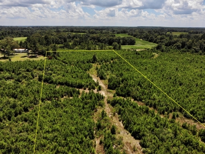 Land For Sale Coffee Springs Alabama- Geneva County - image 6