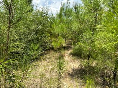 Land For Sale Coffee Springs Alabama- Geneva County - image 9