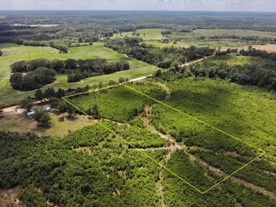 Land For Sale Coffee Springs Alabama- Geneva County - image 7