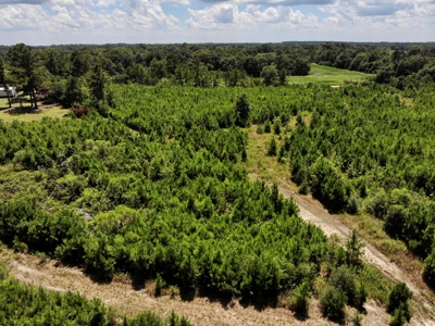 Land For Sale Coffee Springs Alabama- Geneva County - image 5