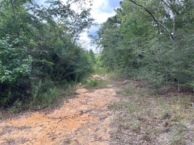 Land For Sale Coffee Springs Alabama- Geneva County - image 3