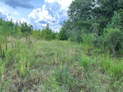 Land For Sale Coffee Springs Alabama- Geneva County - image 2