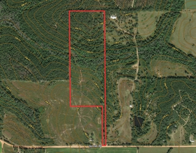 Land For Sale Coffee Springs Alabama- Geneva County - image 9