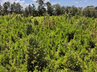 Land For Sale Coffee Springs Alabama- Geneva County - image 8