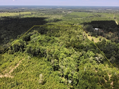 Land For Sale Coffee Springs Alabama- Geneva County - image 15